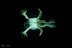 Night swimming with a Leopard Frog. by Steven Miller 